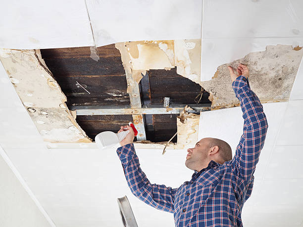 Why You Should Choose Our Mold Remediation Services in River Ridge, FL